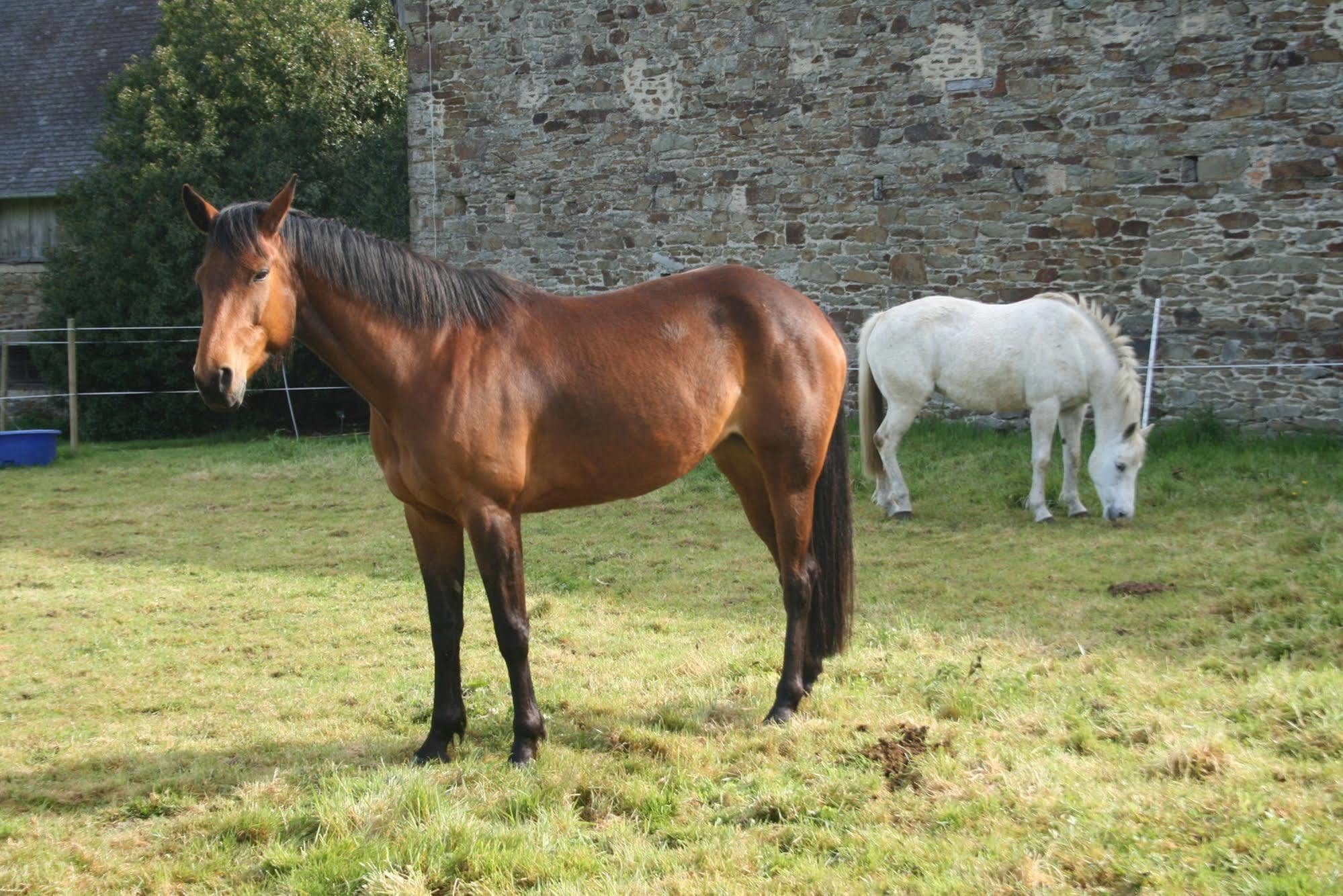 Chateau De Canisy Esterno foto